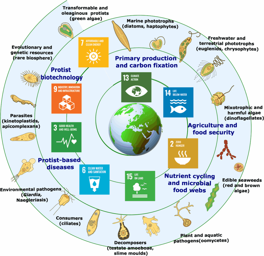 Protists in a changing world: addressing climate and ecological challenges