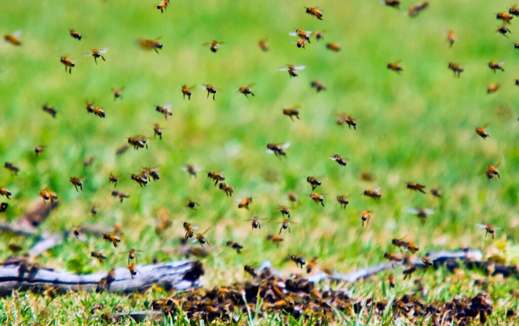 A plea for passion in entomology